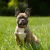 Convincing Your Partner to Get a Frenchie from Alpharetta Frenchies Breeder