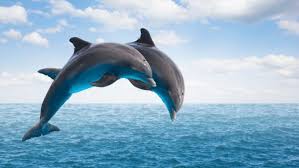 How Long Can a Dolphin Stay Out Of Water?