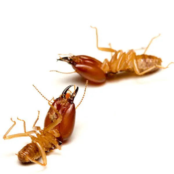 Home Termite Prevention Strategies Every Homeowner Should Know