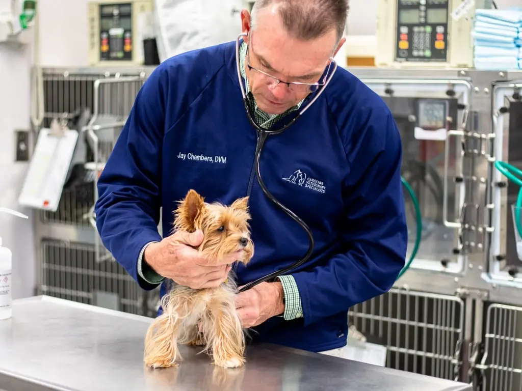 Are North Carolina Veterinarians Open After Hours for Pet Emergencies