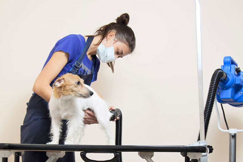 What Should You Wear When Grooming Dogs