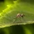 Effective Strategies for Managing Backyard Pests and Ensuring a Mosquito-Free Summer