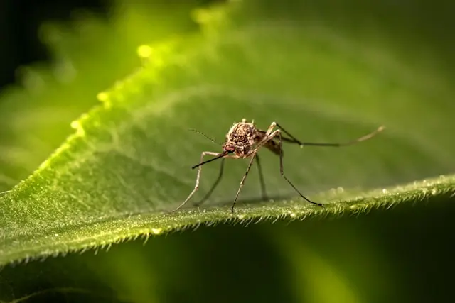 Backyard Pests