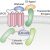 How to Get Chains Fragments Using MDCIAO in GPCR Proteins