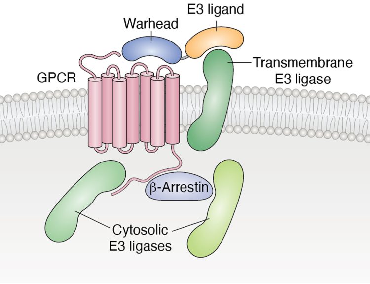 How to Get Chains Fragments Using MDCIAO in GPCR Proteins