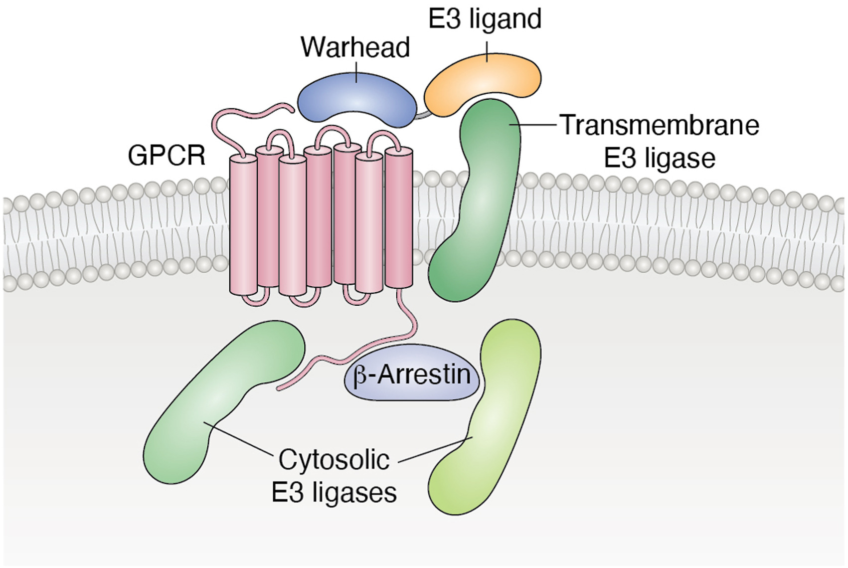 How to Get Chains Fragments Using MDCIAO in GPCR Proteins