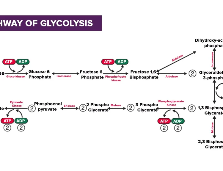 how many net atp are made during gylo​