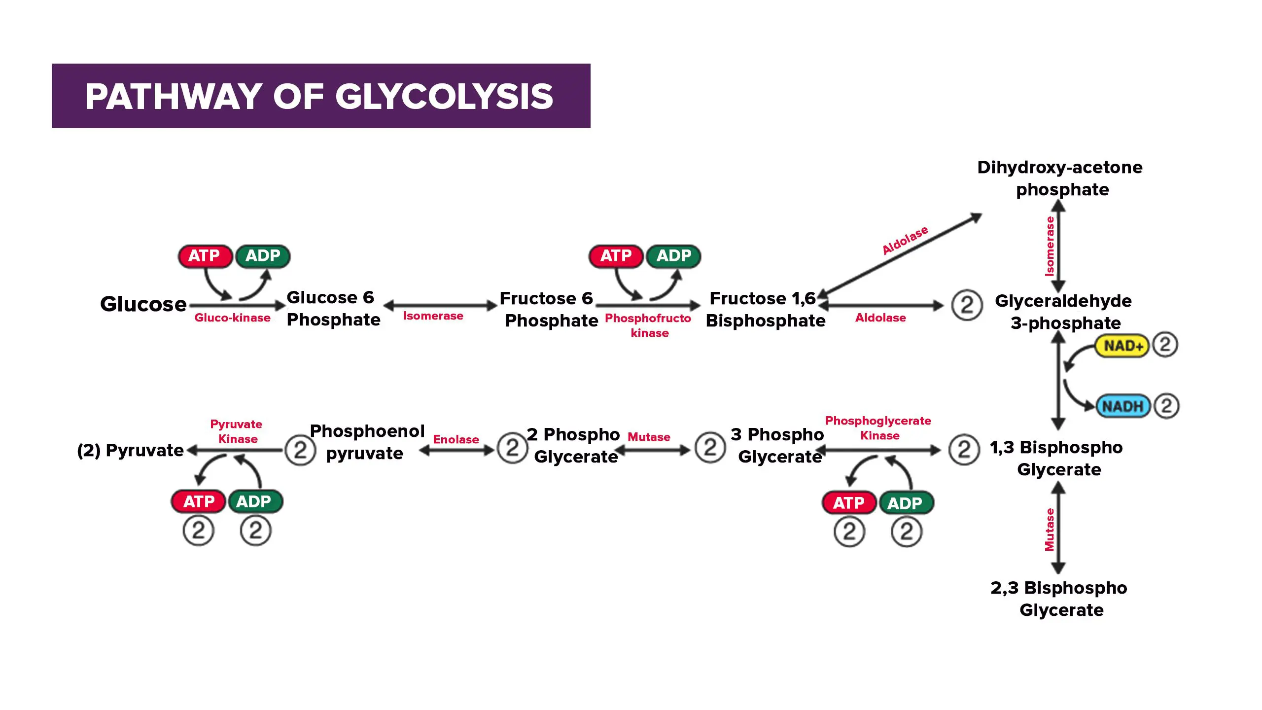 how many net atp are made during gylo​